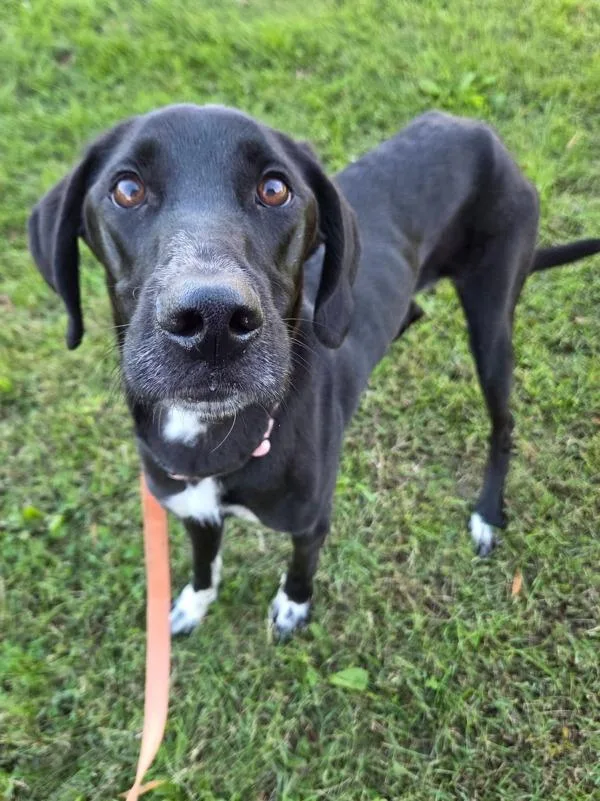 An adult medium-sized female Labrador Retriever dog named Bloom for adoption in Millersville, MD