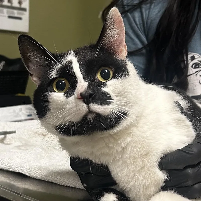 An adult large-sized male Black Domestic Short Hair cat named Pinto for adoption in Baltimore, MD