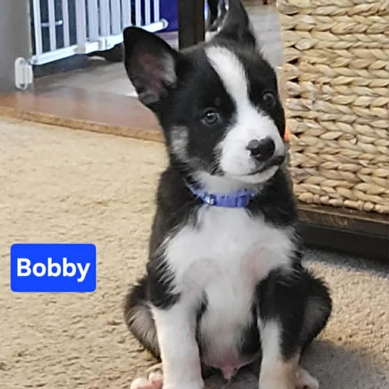 A baby medium-sized male Black Husky dog named Bobby for adoption in Olathe, KS