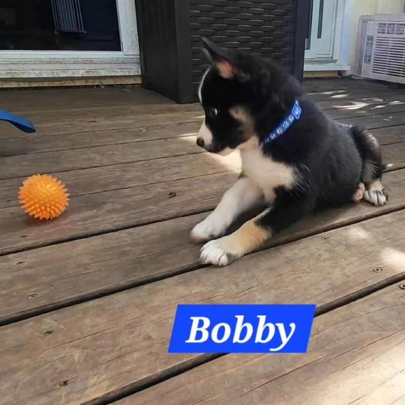 Bobby thumbnail 2