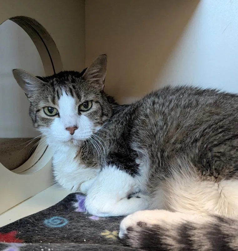 An adult large-sized male Tabby cat named Eugene for adoption in Ocala, FL