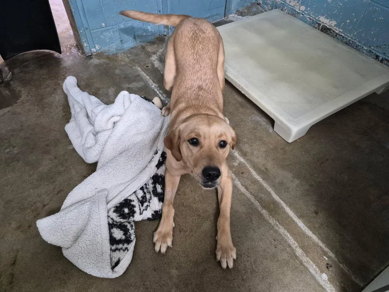 A young medium-sized female Mixed Breed dog named Kali for adoption in Lake Hopatcong, NJ