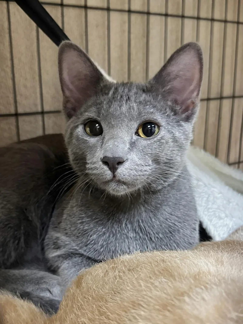 A baby medium-sized male Gray / Blue / Silver Domestic Short Hair cat named Turbo for adoption in Lake Saint Louis, MO