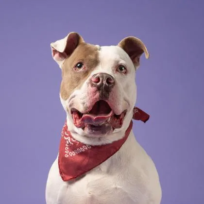 Scooch Ova thumbnail 3