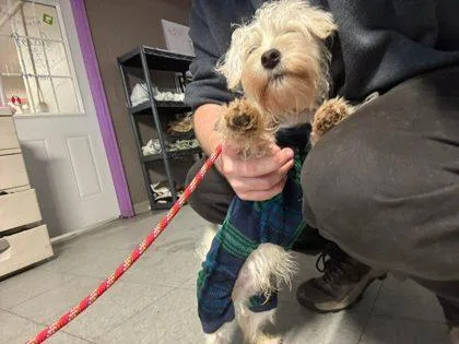 A baby small-sized male Schnauzer dog named Krypto for adoption in Hobart, IN