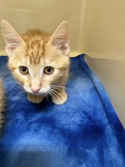 A baby small-sized female Domestic Short Hair cat named Trinnie for adoption in Pequot Lakes, MN