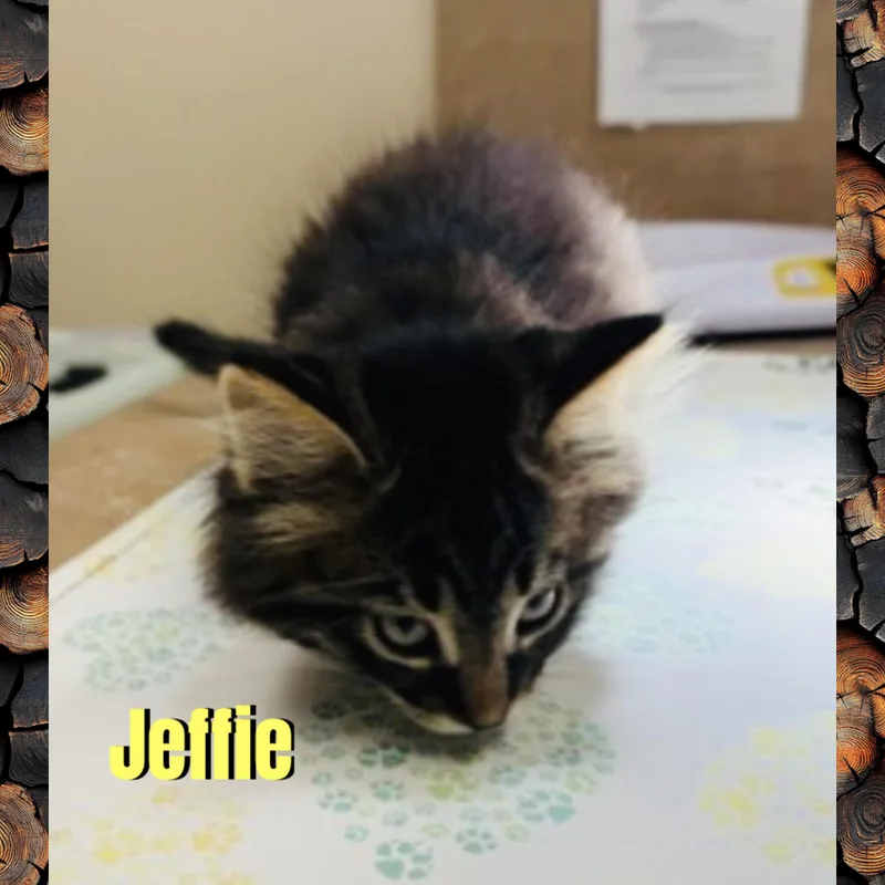 A baby medium-sized male Gray / Blue / Silver Domestic Long Hair cat named Jeffie for adoption in Red Lodge, MT