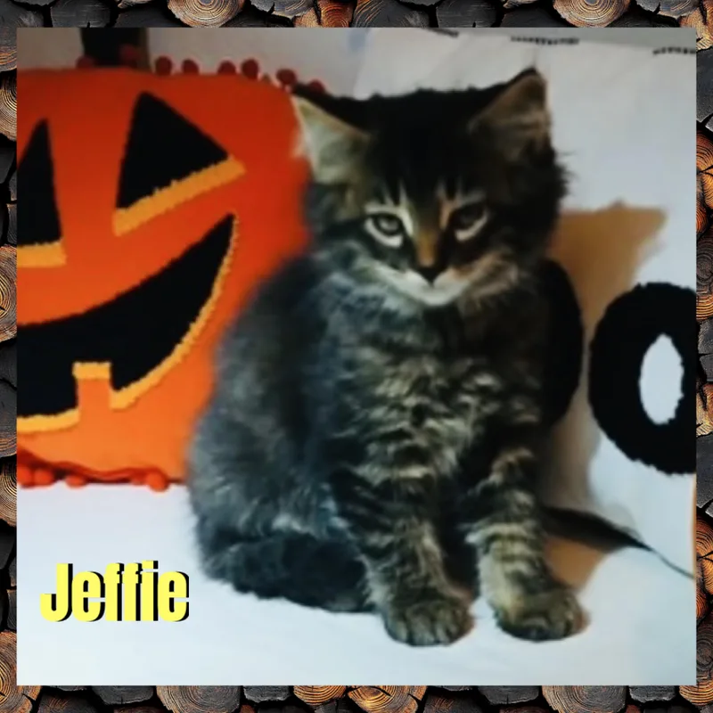 Jeffie thumbnail 2