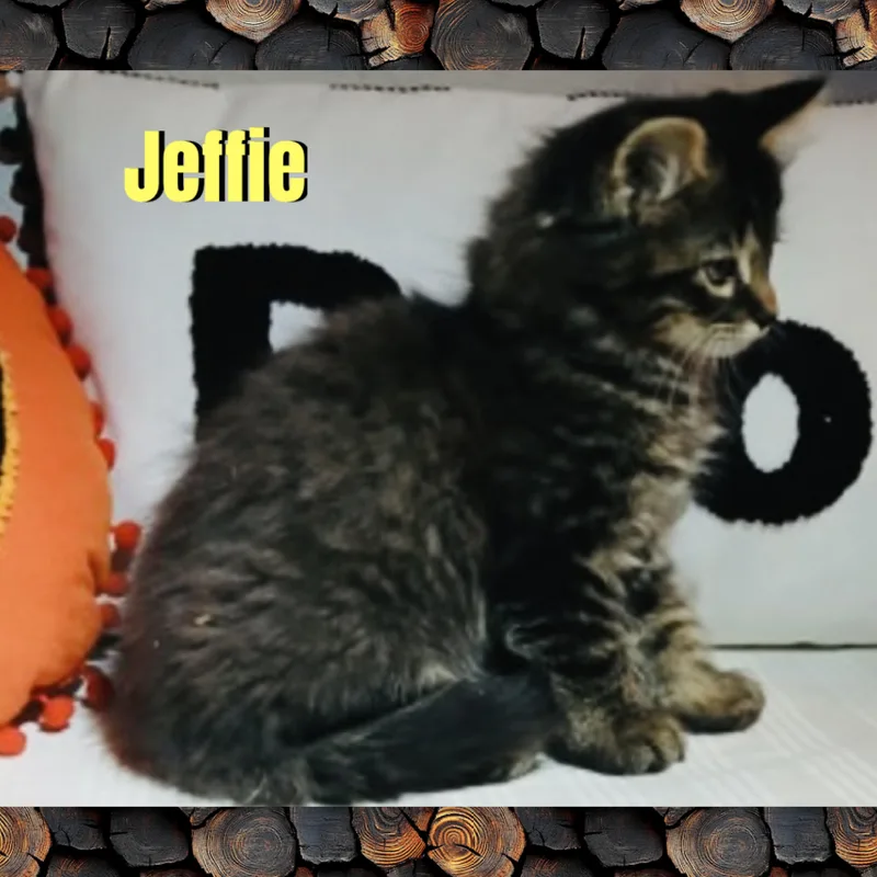 Jeffie thumbnail 3