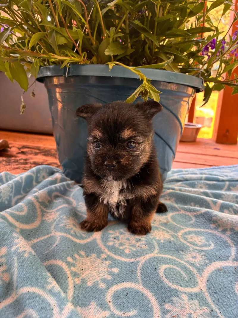 A baby small-sized male Terrier dog named Rex Apr for adoption in Pacolet, SC