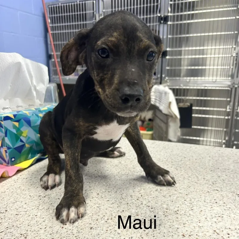 A baby medium-sized male Brindle Pit Bull Terrier dog named Maui for adoption in Madisonville, TN