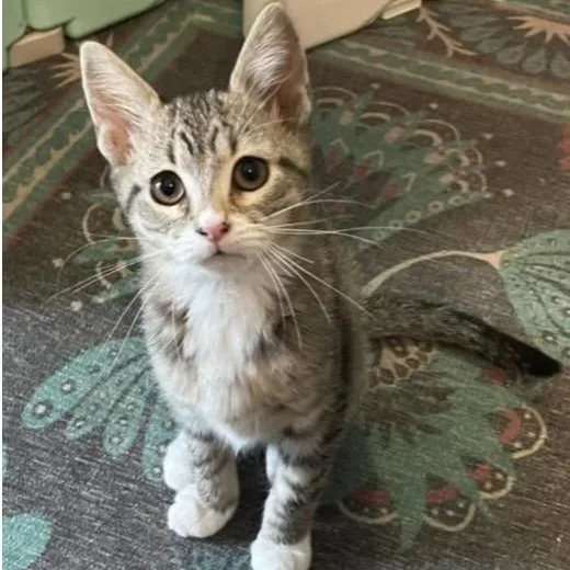 A baby medium-sized female Tabby (Brown / Chocolate) Domestic Short Hair cat named Bubblegum for adoption in Santa Rosa, CA