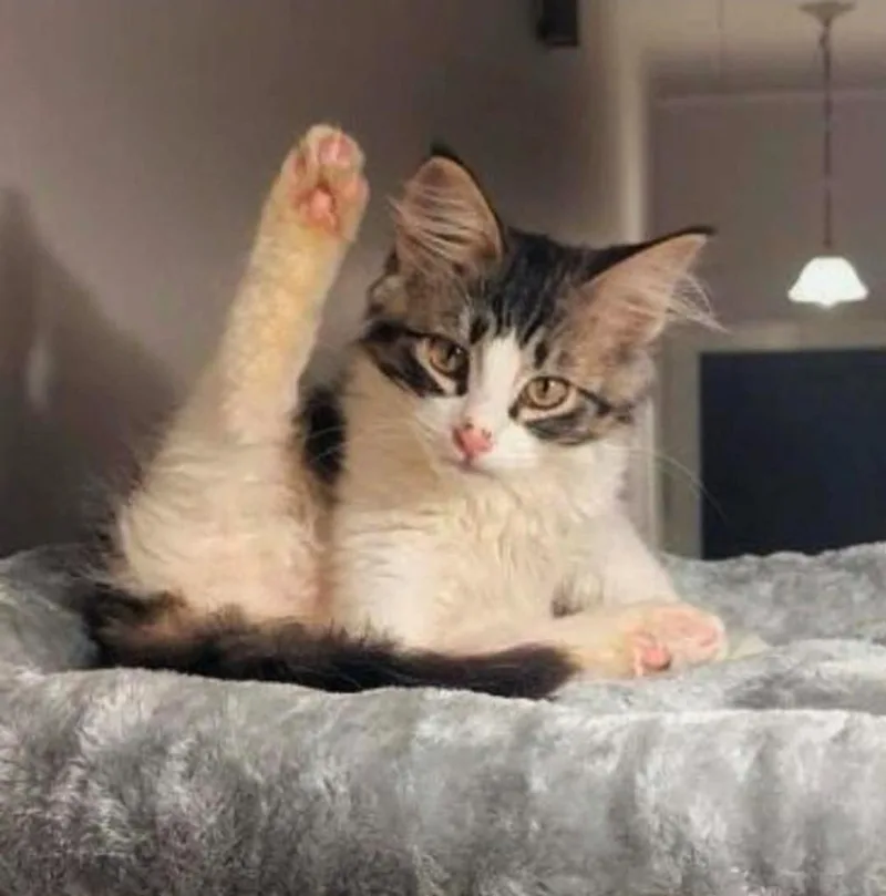 A baby medium-sized male Domestic Short Hair cat named Williams for adoption in El Dorado, AR