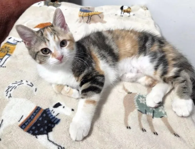 A baby small-sized female Domestic Short Hair cat named Kali  A AW for adoption in Greenville, SC