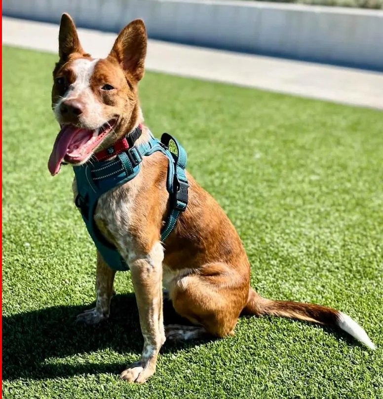 A baby medium-sized female Red / Chestnut / Orange Australian Cattle Dog / Blue Heeler named Rosie for adoption in Paris, KY