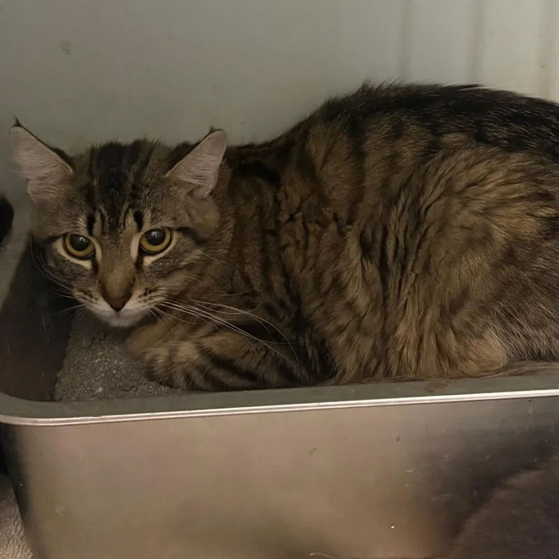 An adult large-sized female Tabby (Gray / Blue / Silver) Maine Coon cat named Mattie for adoption in Anderson, TX