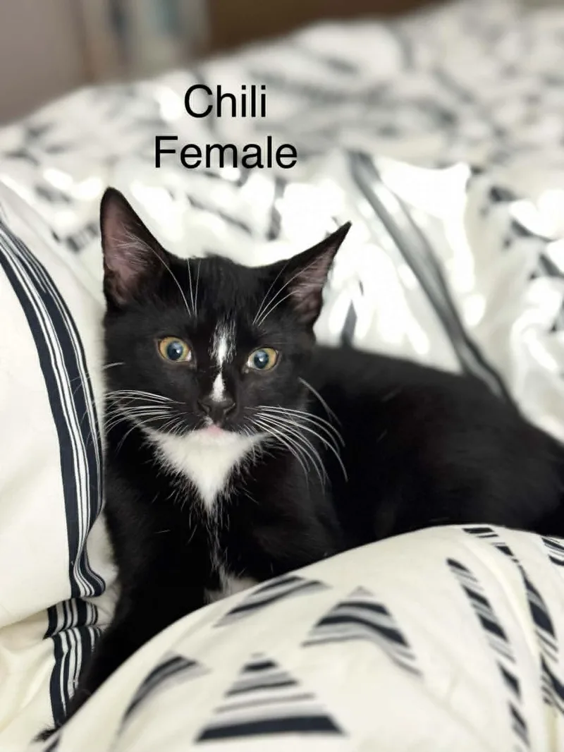A baby medium-sized female Black & White / Tuxedo Domestic Short Hair cat named Chili for adoption in Gonic, NH