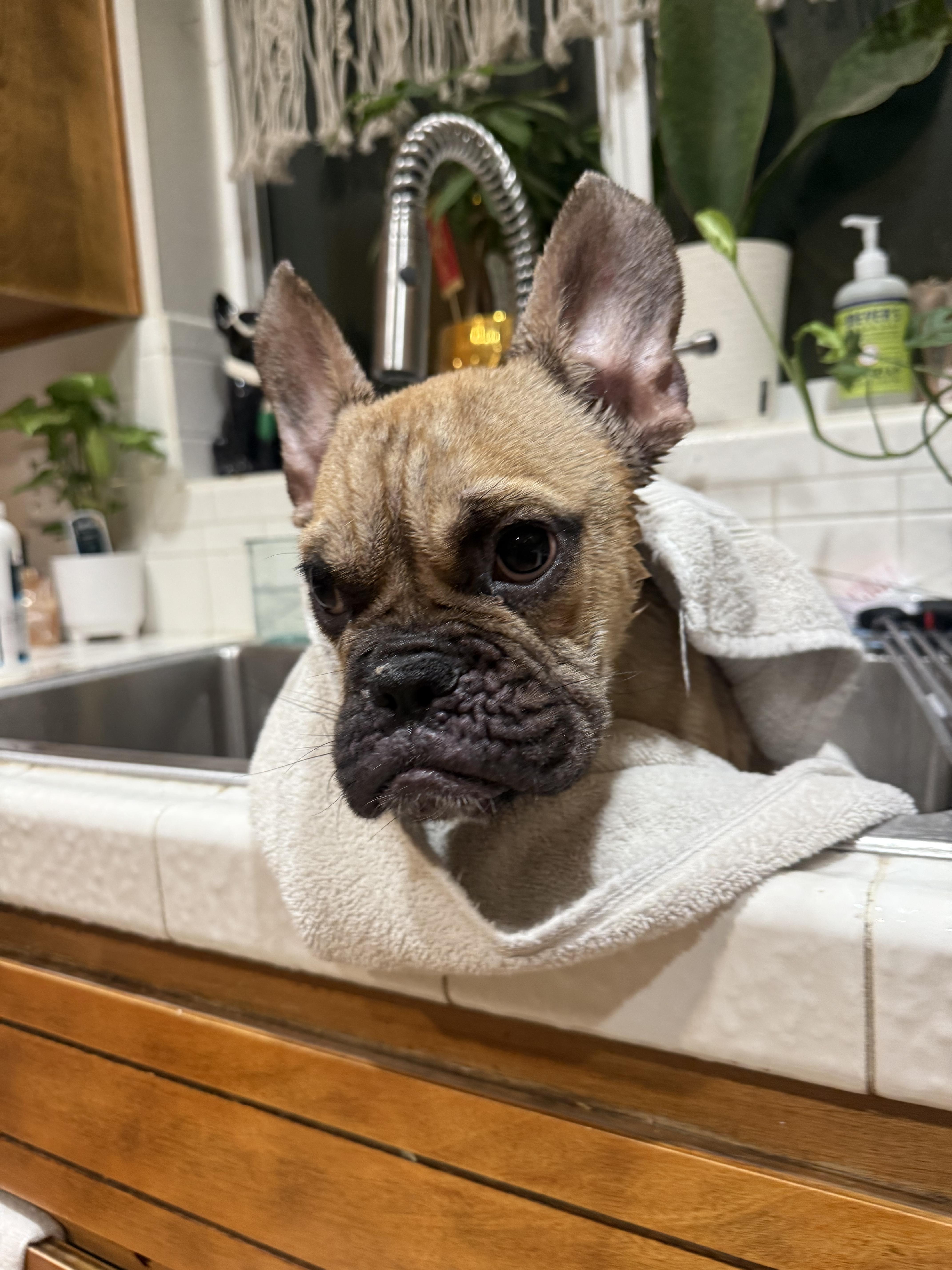 An adult medium-sized male French Bulldog dog named Queso for adoption in Mesa, AZ