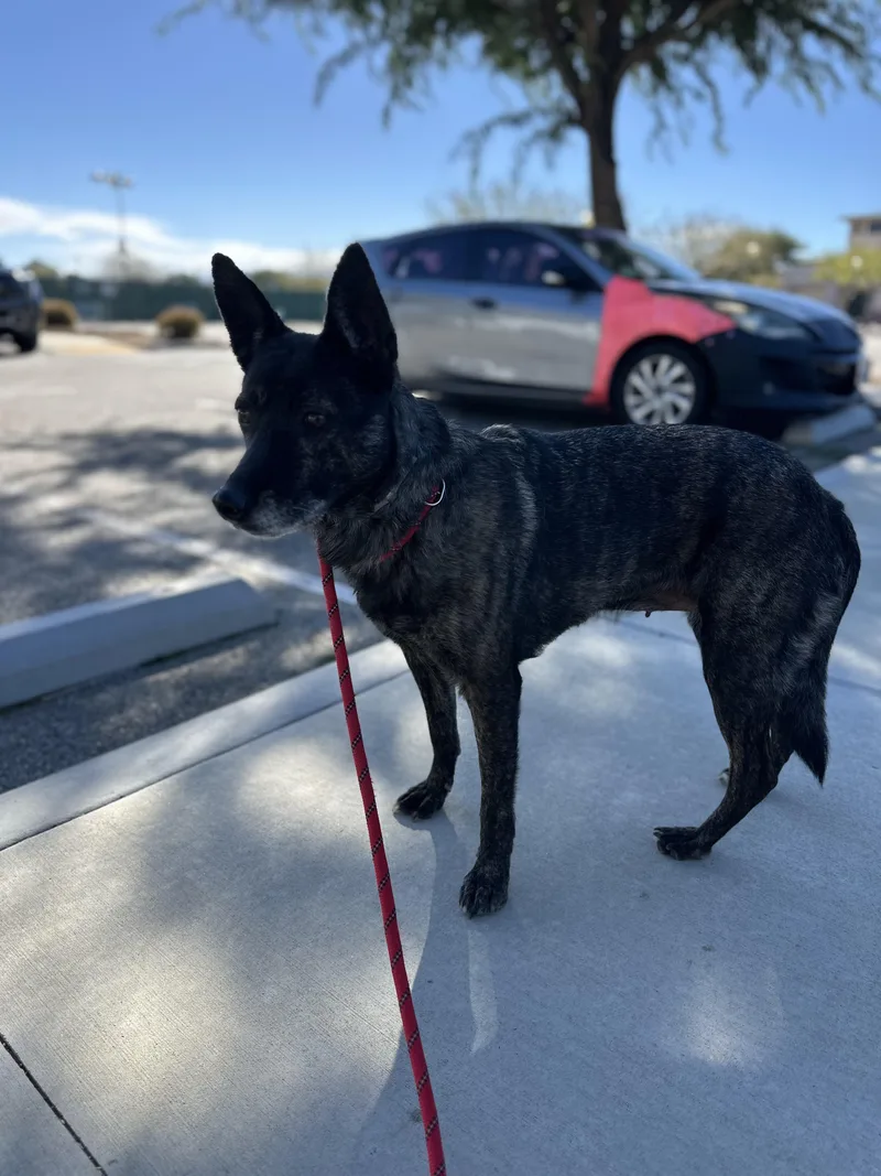 An adult medium-sized female Australian Cattle Dog / Blue Heeler dog named Sadie for adoption in San Rafael, CA