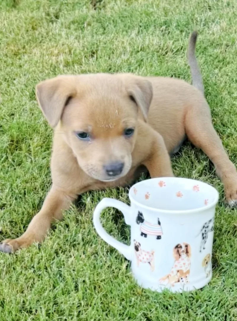 A baby medium-sized male Sable American Staffordshire Terrier dog named Jojo coming soon for adoption in Scottsdale, AZ
