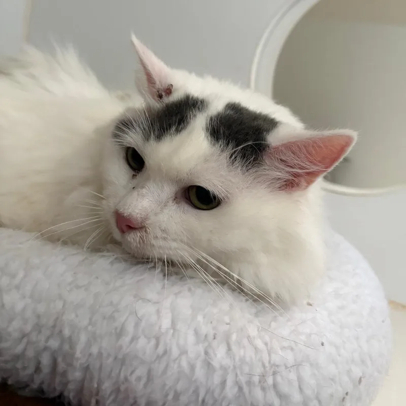 An adult medium-sized female Black Domestic Medium Hair cat named Sardine for adoption in Grass Valley, CA