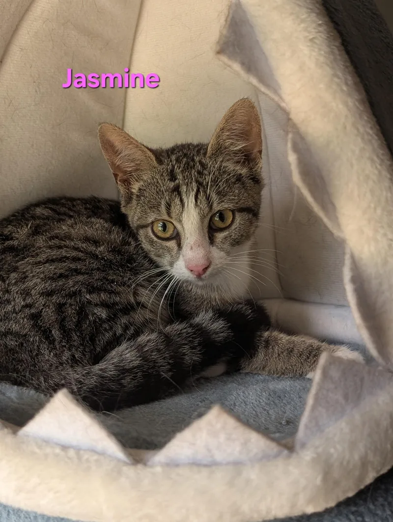Jasmine