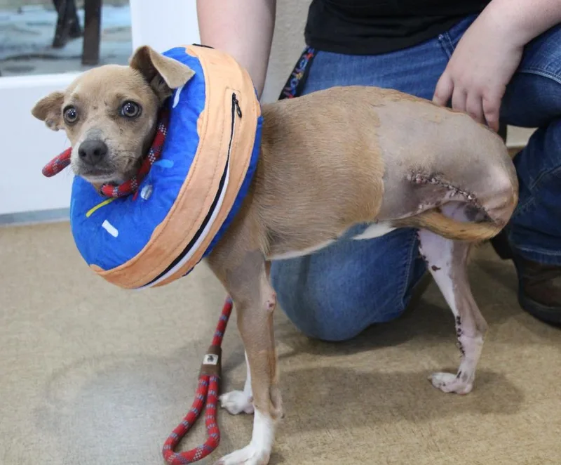 A young small-sized female Chihuahua dog named Juno for adoption in Vacaville, CA
