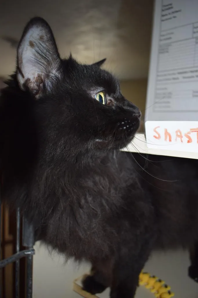 A senior medium-sized female Domestic Long Hair cat named Louise for adoption in Pahrump, NV