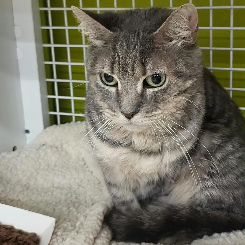 An adult medium-sized female Gray / Blue / Silver Domestic Short Hair cat named Nostrand for adoption in Middle Village, NY