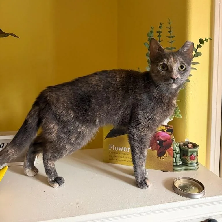 An adult medium-sized female Domestic Short Hair cat named Helga for adoption in Los Angeles, CA