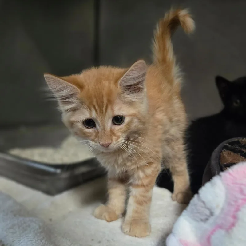 A baby small-sized female Orange / Red Domestic Medium Hair cat named Bekah for adoption in San Jacinto, CA
