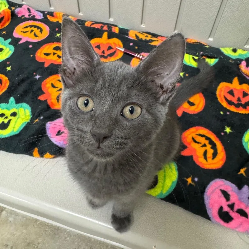 A baby small-sized female Gray / Blue / Silver Domestic Short Hair cat named Sandy Seashore for adoption in York, PA