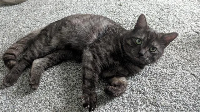 A young medium-sized male Domestic Short Hair cat named Smokey for adoption in West Valley City, UT
