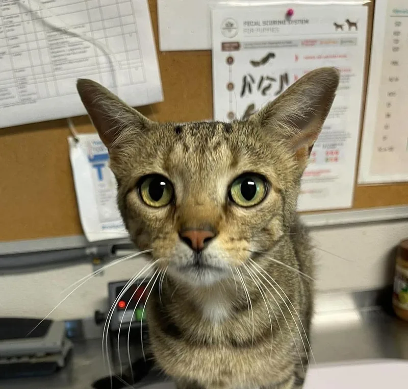 A young medium-sized female Domestic Short Hair cat named Quinn for adoption in Bolivar, MO