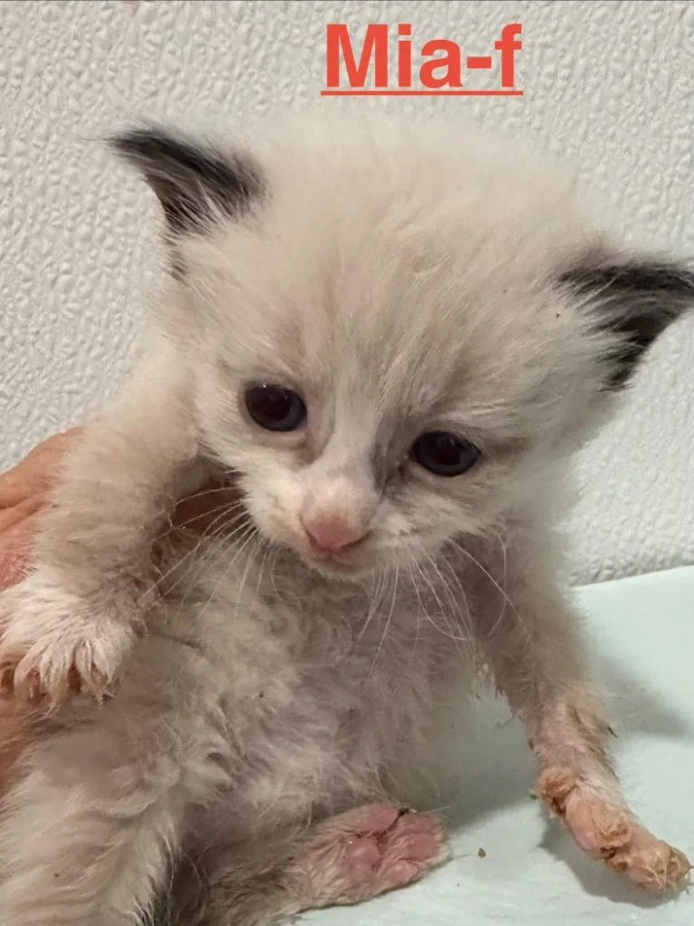 A baby small-sized female Siamese cat named Mia for adoption in Brookhaven, MS