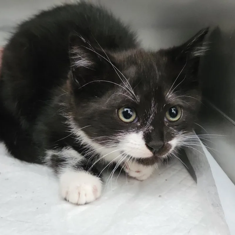 A baby small-sized female Black Domestic Short Hair cat named Shelley for adoption in Sarasota, FL