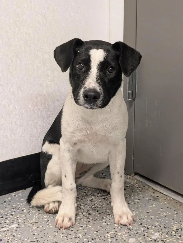 A baby medium-sized female Pit Bull Terrier dog named Moo for adoption in Seven Points, TX