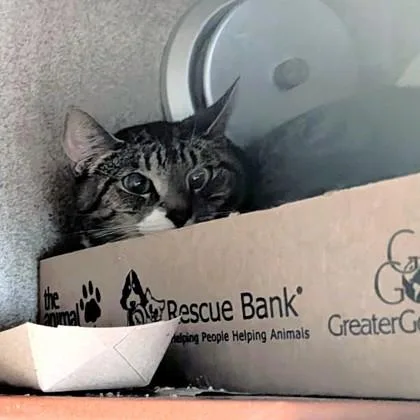 An adult medium-sized female Domestic Short Hair cat named Lilith for adoption in Washington, DC