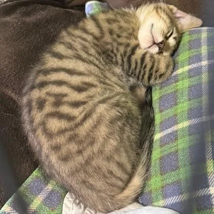 Kylo