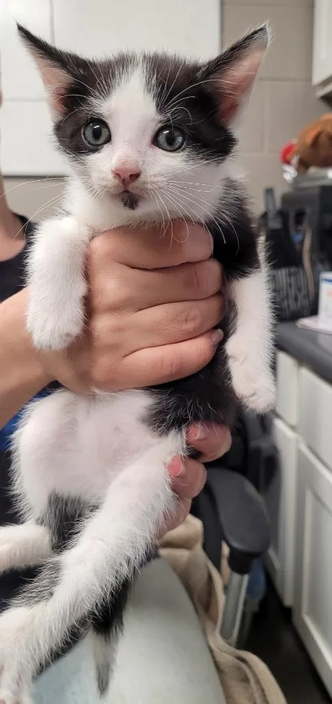 A baby small-sized male Domestic Short Hair cat named Leon for adoption in Hopkinsville, KY