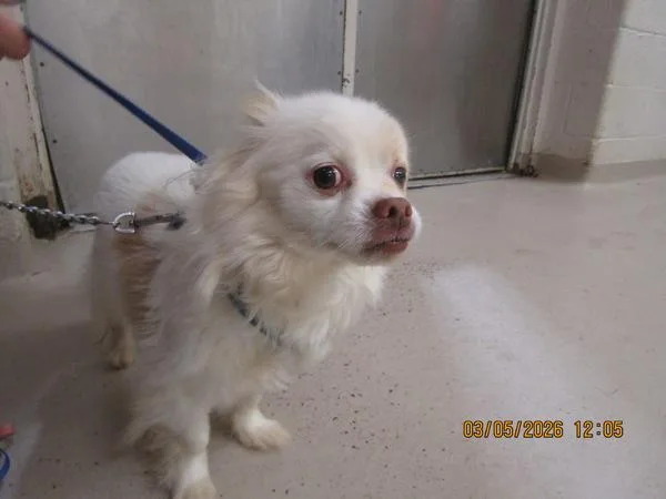 An adult small-sized male Pomeranian dog named Butterscotch for adoption in Marietta, GA