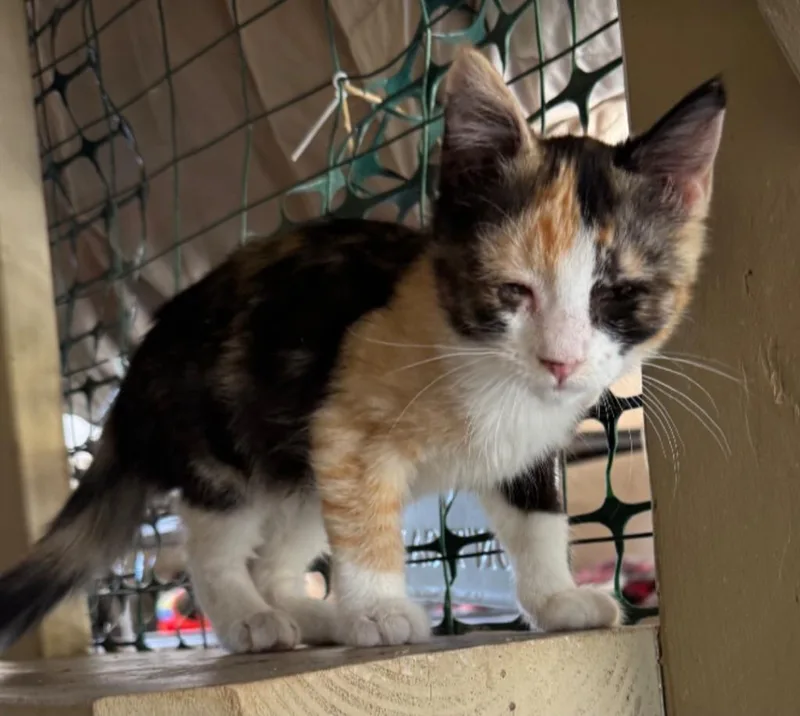 A baby large-sized female Calico cat named Raja for adoption in San Jacinto, CA