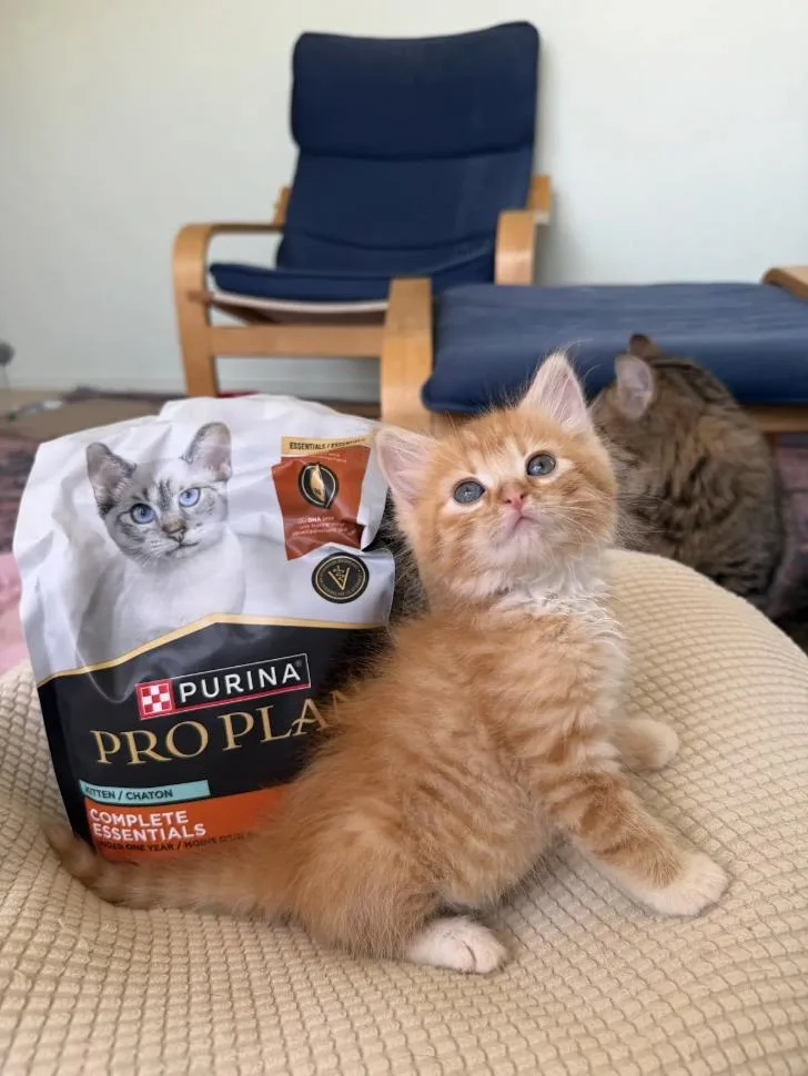 A baby small-sized male Orange & White Domestic Medium Hair cat named Baron for adoption in Davis, CA