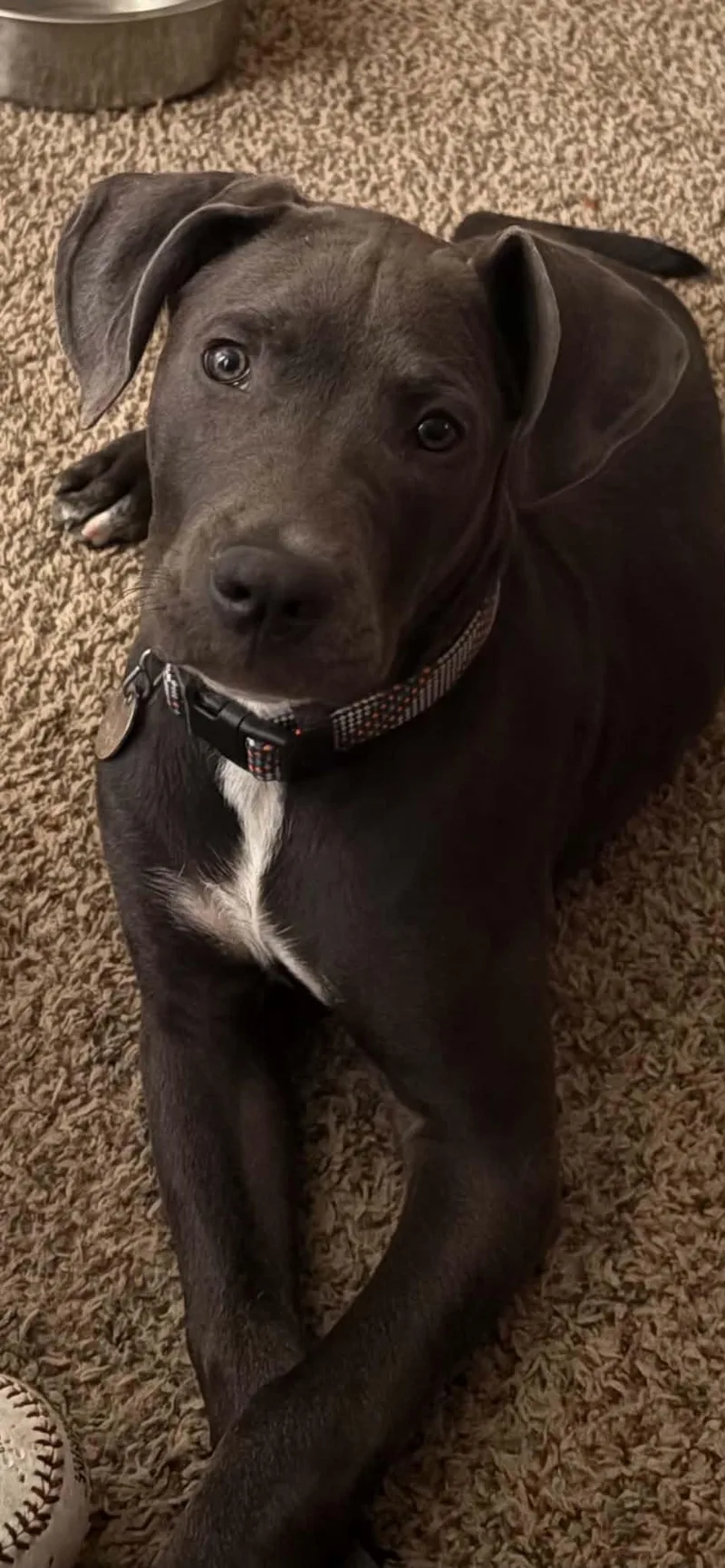 A young medium-sized male Pit Bull Terrier dog named Blue for adoption in Oregon, OH