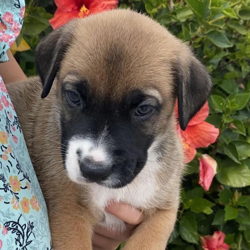 A baby large-sized male Yellow / Tan / Blond / Fawn German Shepherd Dog dog named Alder for adoption in Oceanside, CA