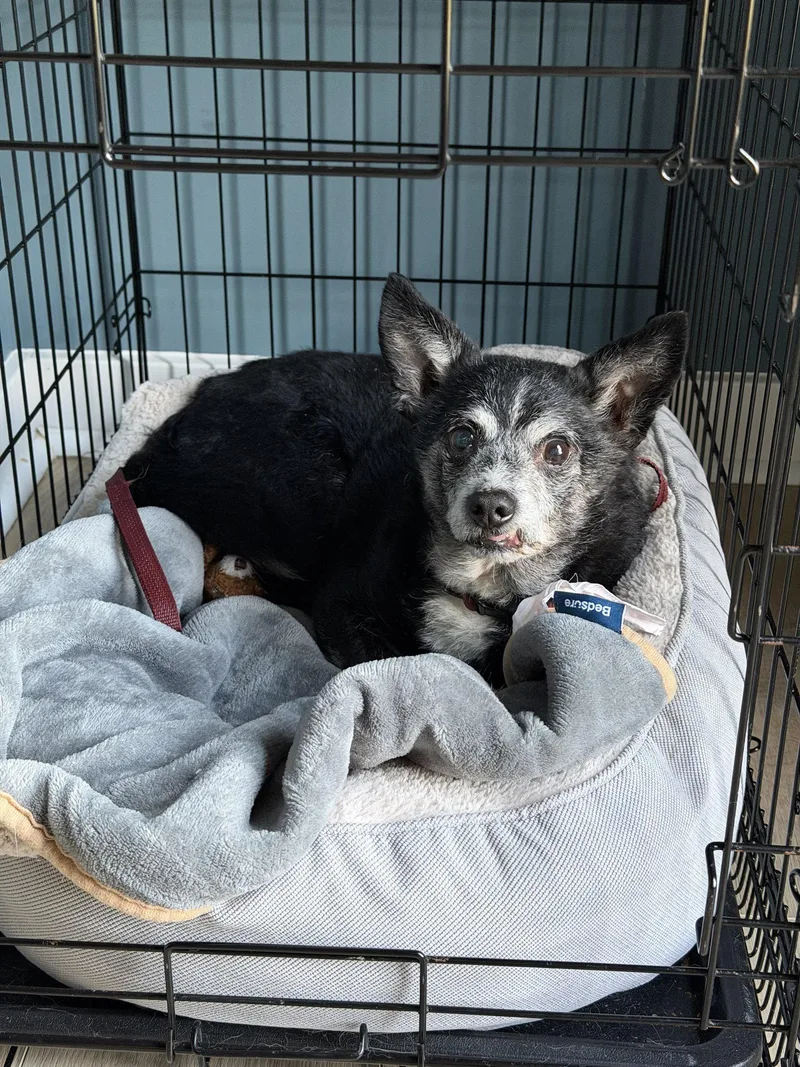 A senior small-sized male Chihuahua dog named Matty for adoption in Newport, KY