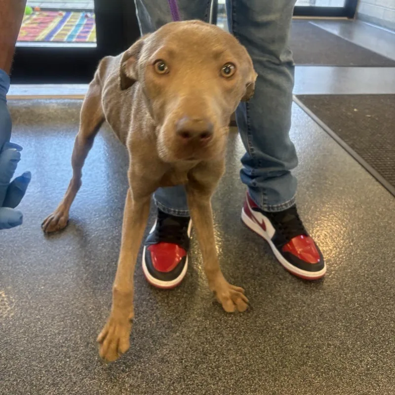 A young medium-sized female Mixed Breed dog named Tikka for adoption in Allentown, PA