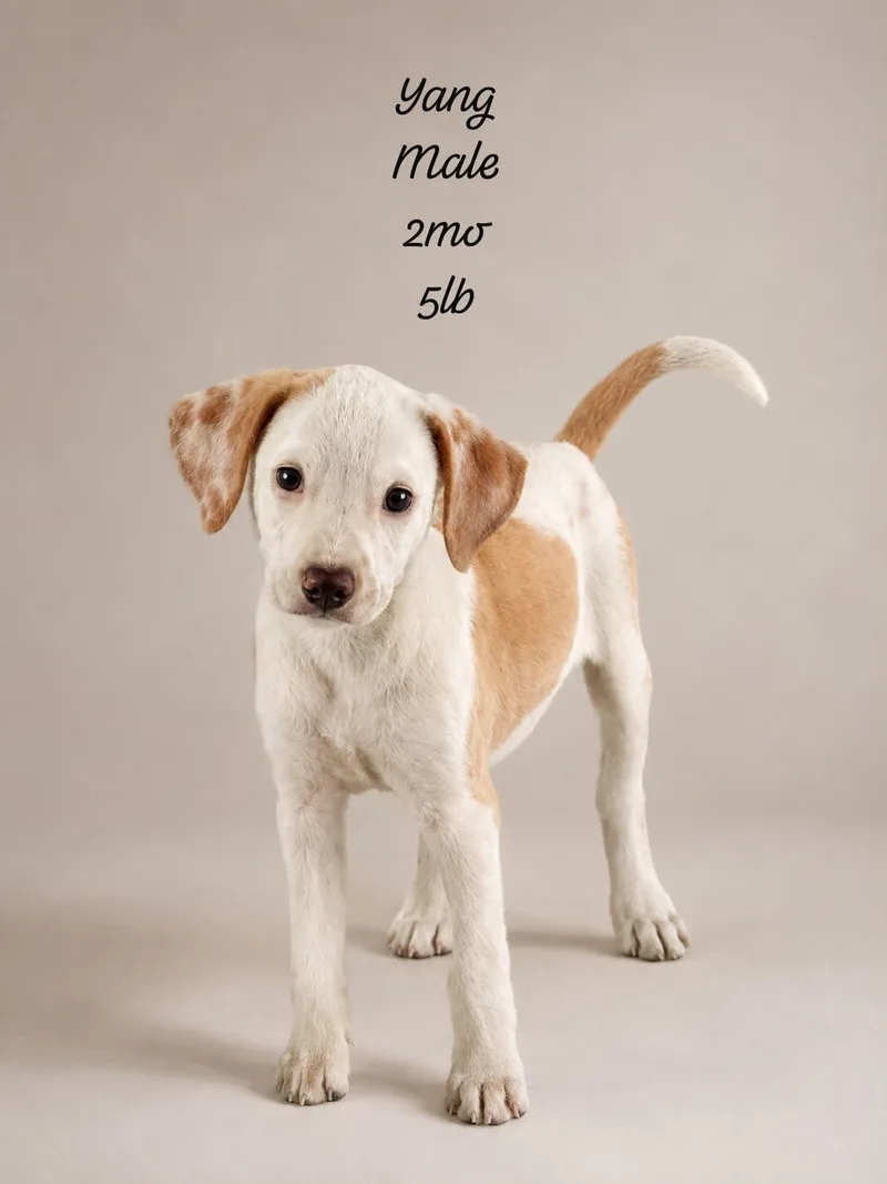 A baby medium-sized male Golden Labrador Retriever dog named Yang for adoption in New York, NY
