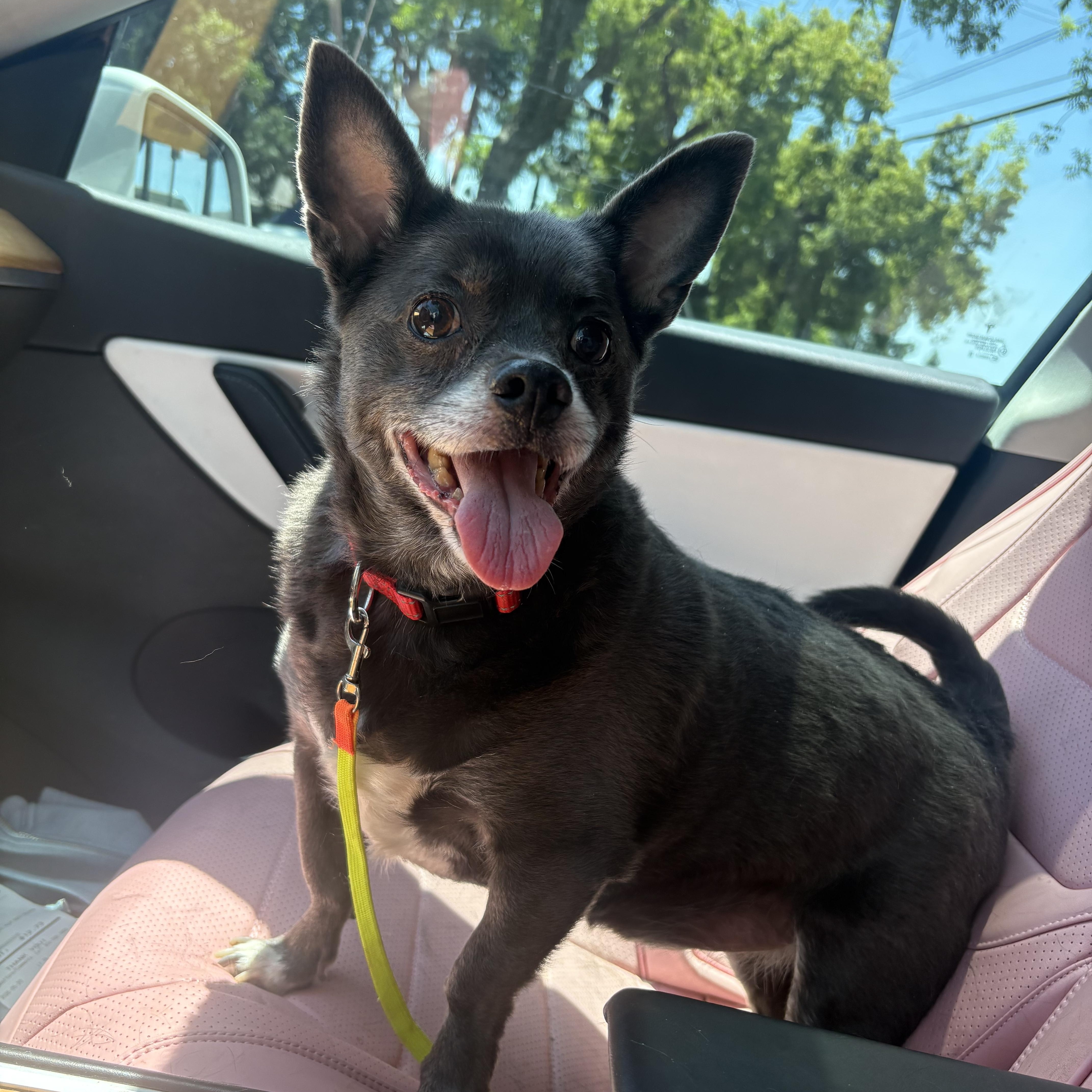 A senior small-sized male Gray / Blue / Silver Chihuahua dog named Raider for adoption in DAVIS, CA