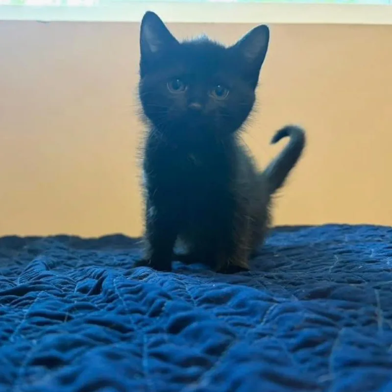 A baby small-sized female Domestic Short Hair cat named Elphaba for adoption in Muncie, IN